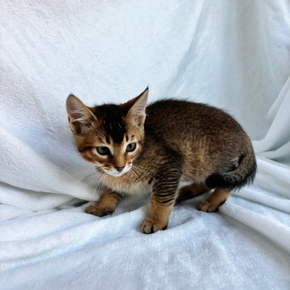 Abyssinian NOV Susie