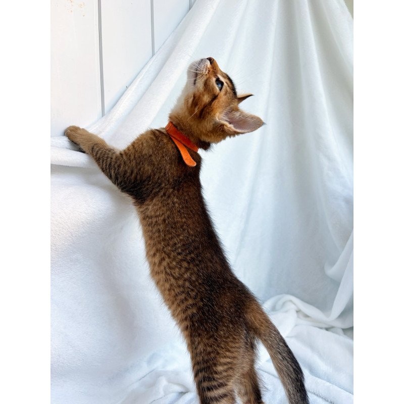 Abyssinian NOV Susie