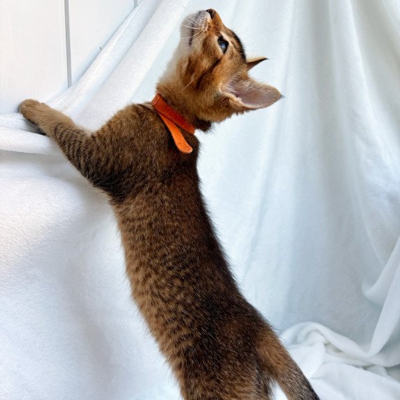 Abyssinian NOV Susie