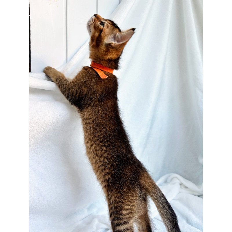 Abyssinian NOV Susie