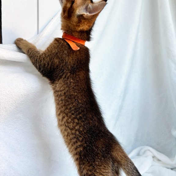 Abyssinian NOV Susie