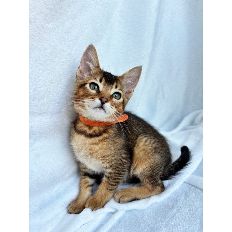 Abyssinian NOV Susie