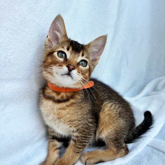 Abyssinian NOV Susie