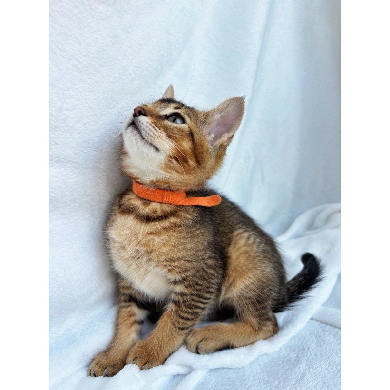 Abyssinian NOV Susie