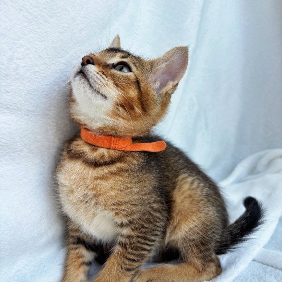 Abyssinian NOV Susie