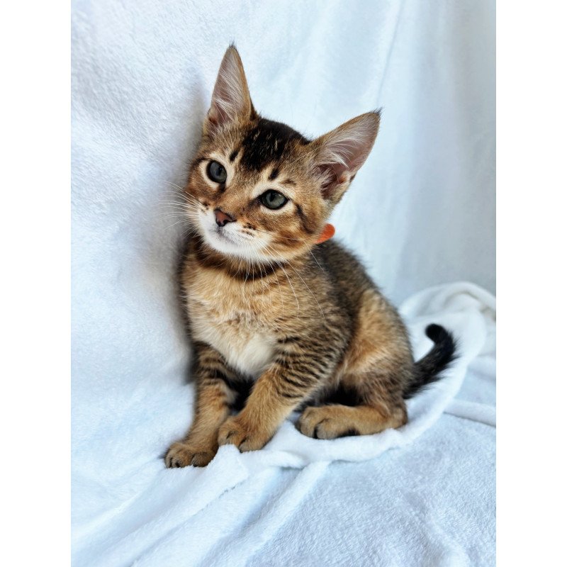 Abyssinian NOV Susie