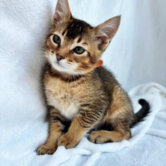 Abyssinian NOV Susie