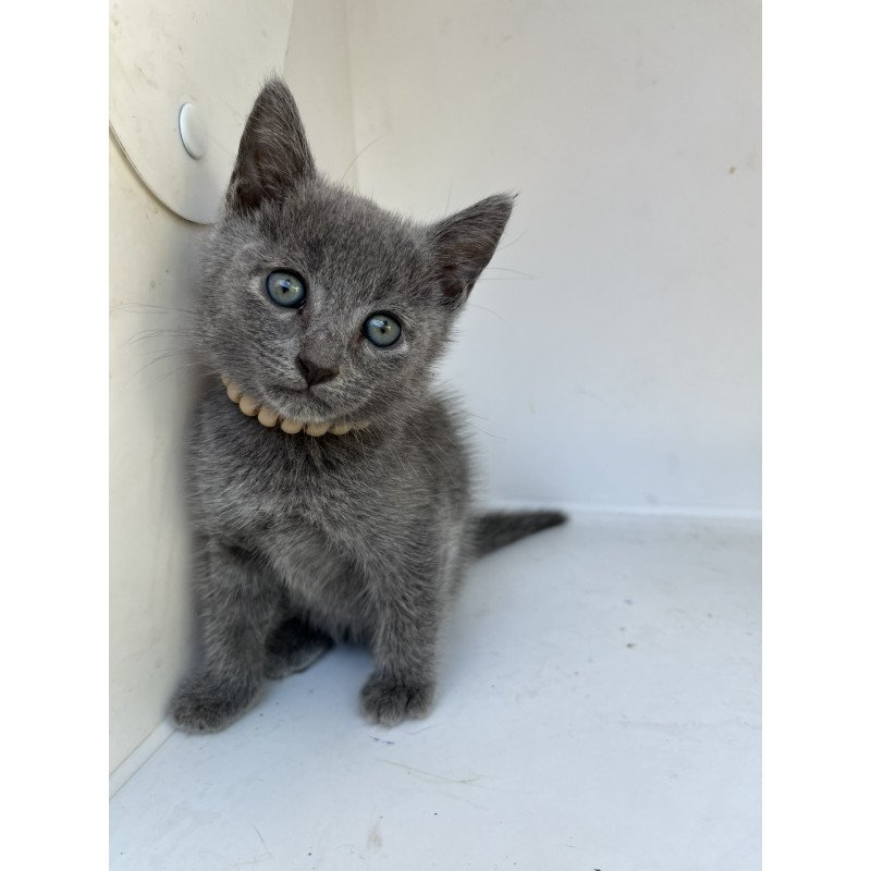 Russian Blue NOV Nik