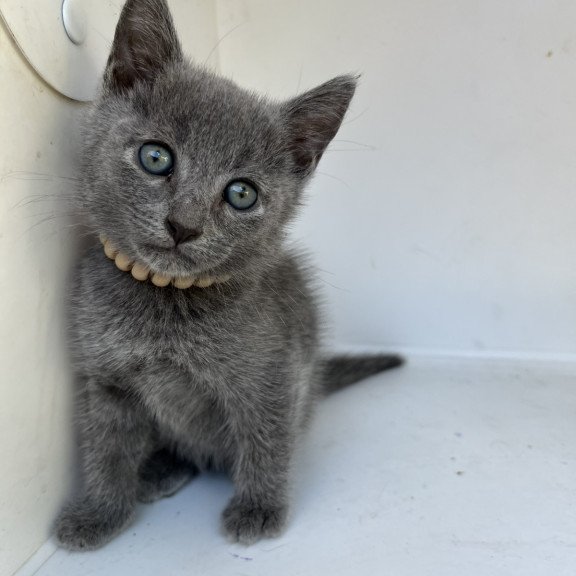 Russian Blue NOV Nik