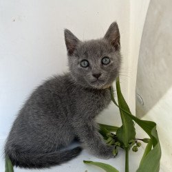 Russian Blue NOV Nik