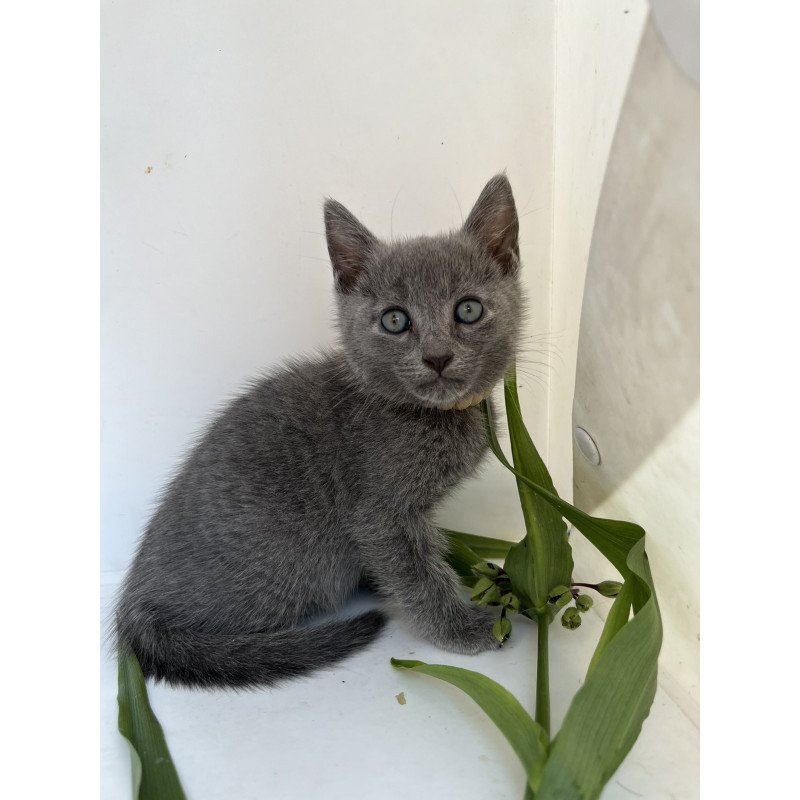 Russian Blue NOV Nik