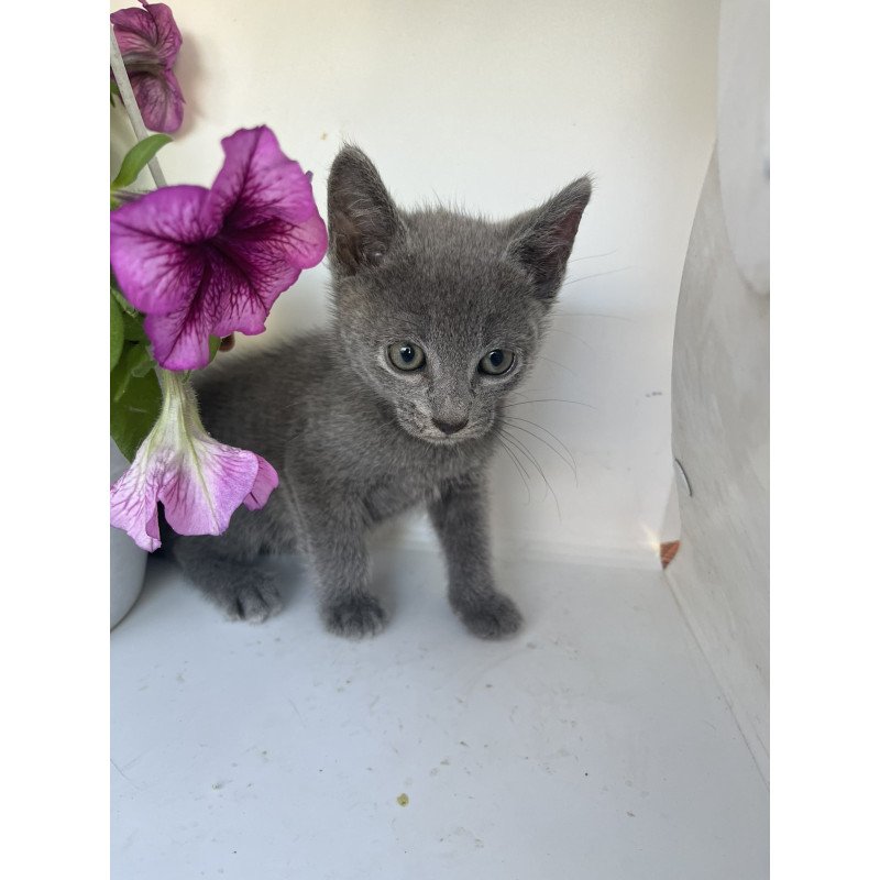 Russian Blue NOV Nik