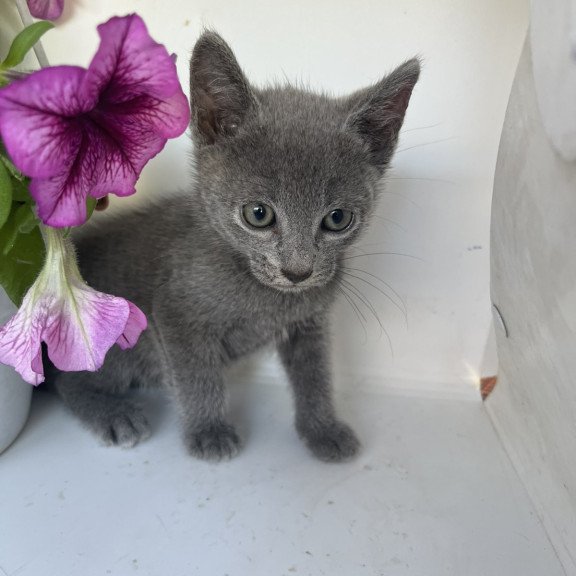 Russian Blue NOV Nik