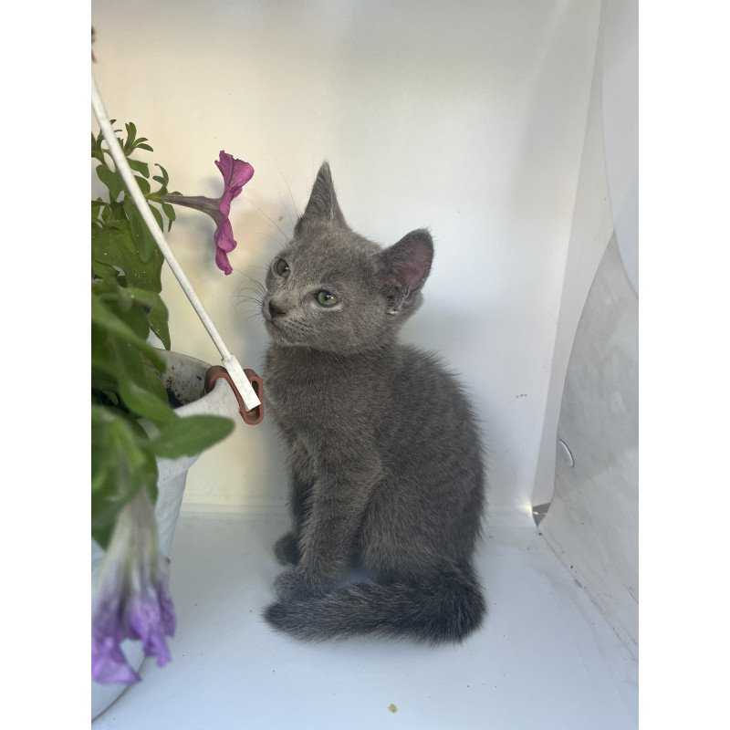 Russian Blue NOV Nik