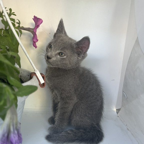Russian Blue NOV Nik