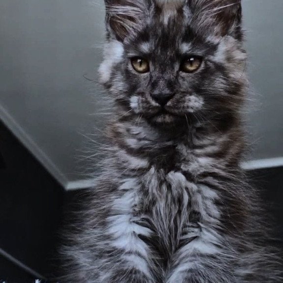 Maine Coon NOV Kasperov