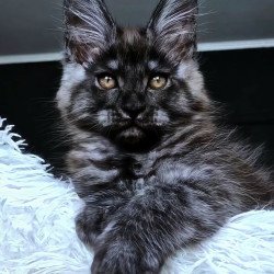 Maine Coon NOV Kasperov