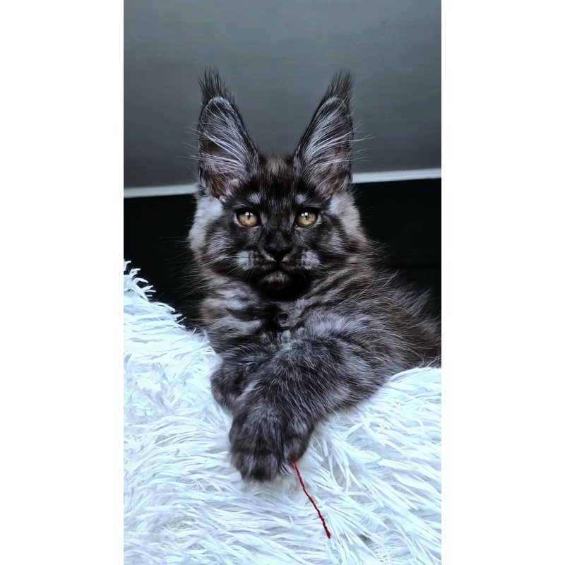 Maine Coon NOV Kasperov
