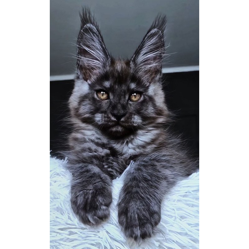 Maine Coon NOV Kasperov