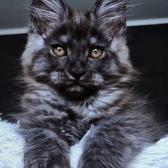 Maine Coon NOV Kasperov