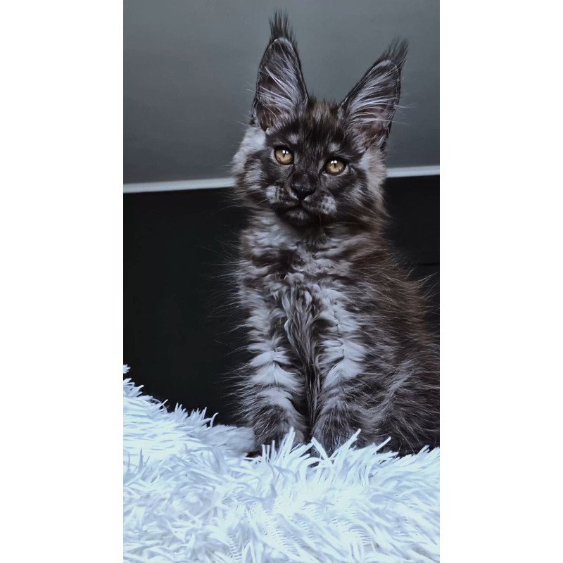 Maine Coon NOV Kasperov