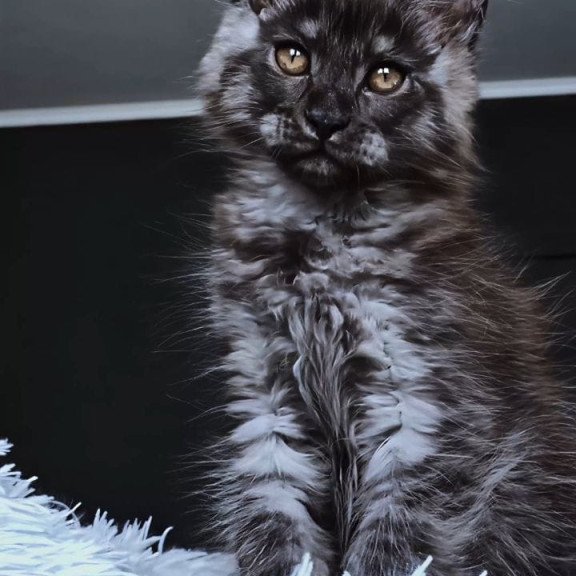 Maine Coon NOV Kasperov