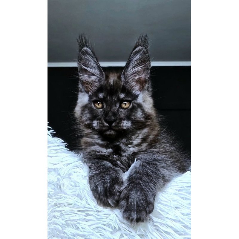 Maine Coon NOV Kasperov