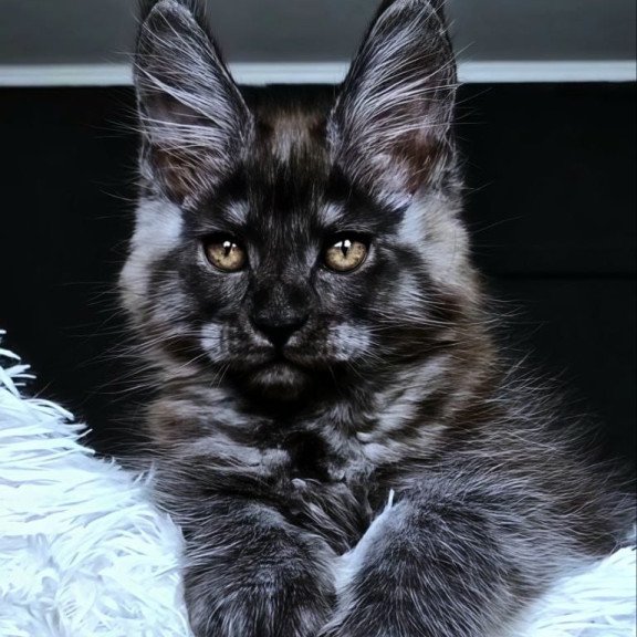 Maine Coon NOV Kasperov