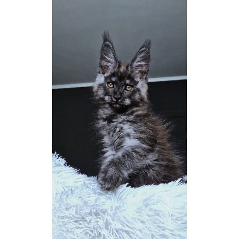 Maine Coon NOV Kasperov