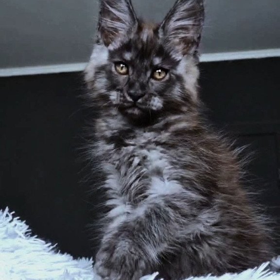 Maine Coon NOV Kasperov