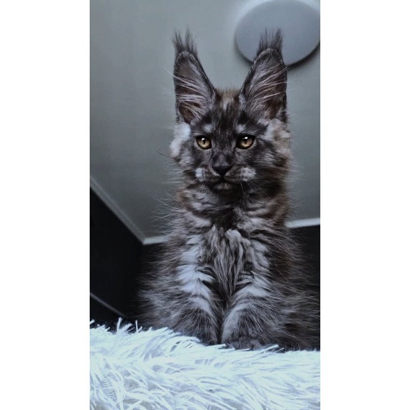 Maine Coon NOV Kasperov