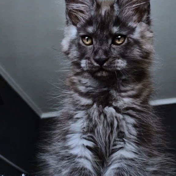 Maine Coon NOV Kasperov