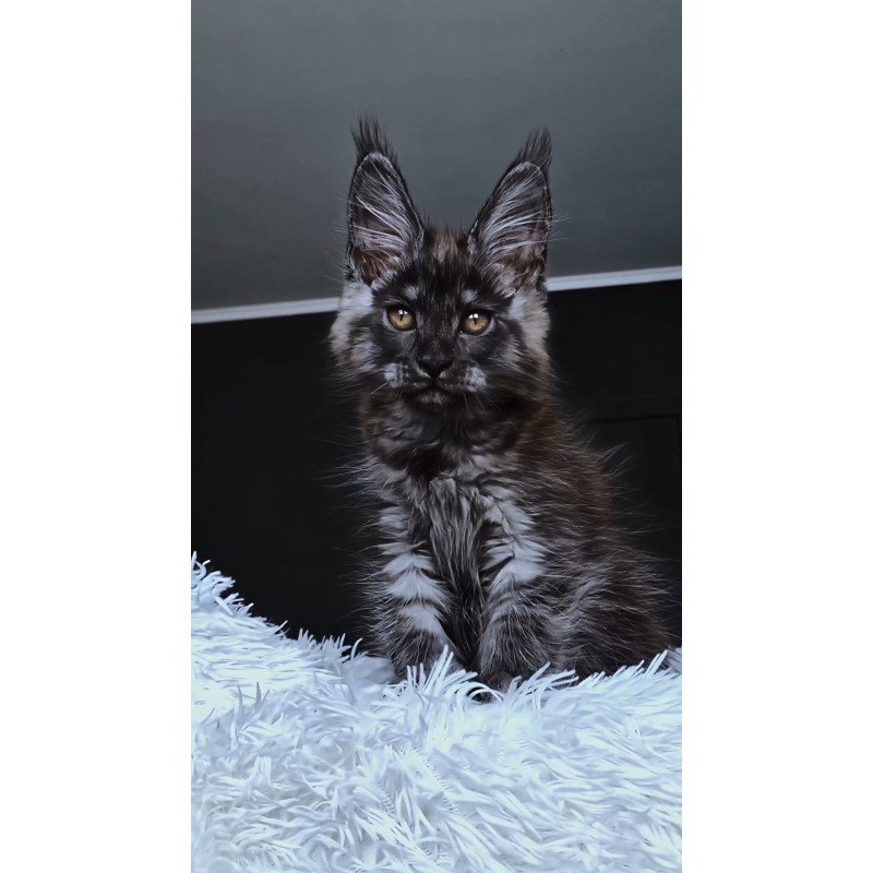 Maine Coon NOV Kasperov