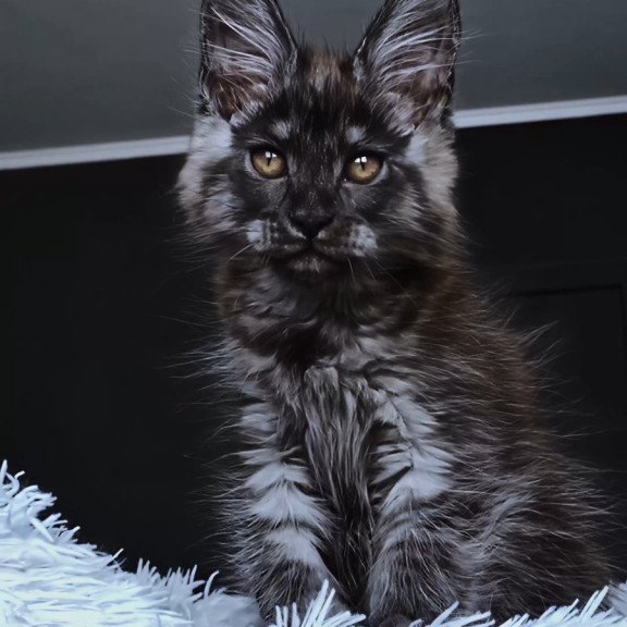 Maine Coon NOV Kasperov
