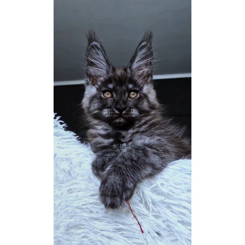 Maine Coon NOV Kasperov
