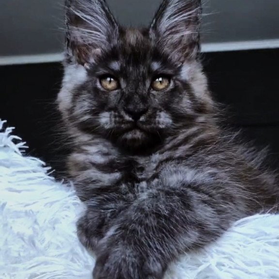 Maine Coon NOV Kasperov