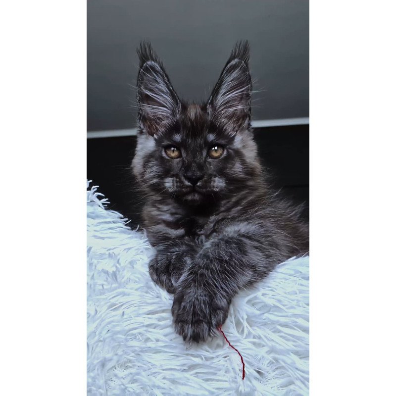 Maine Coon NOV Kasperov