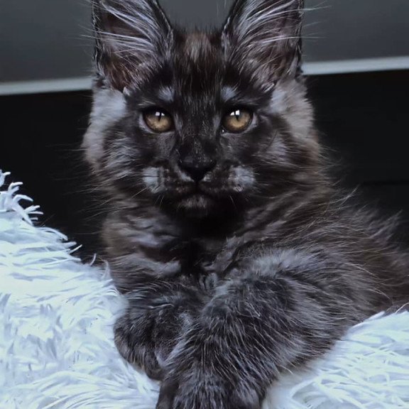 Maine Coon NOV Kasperov
