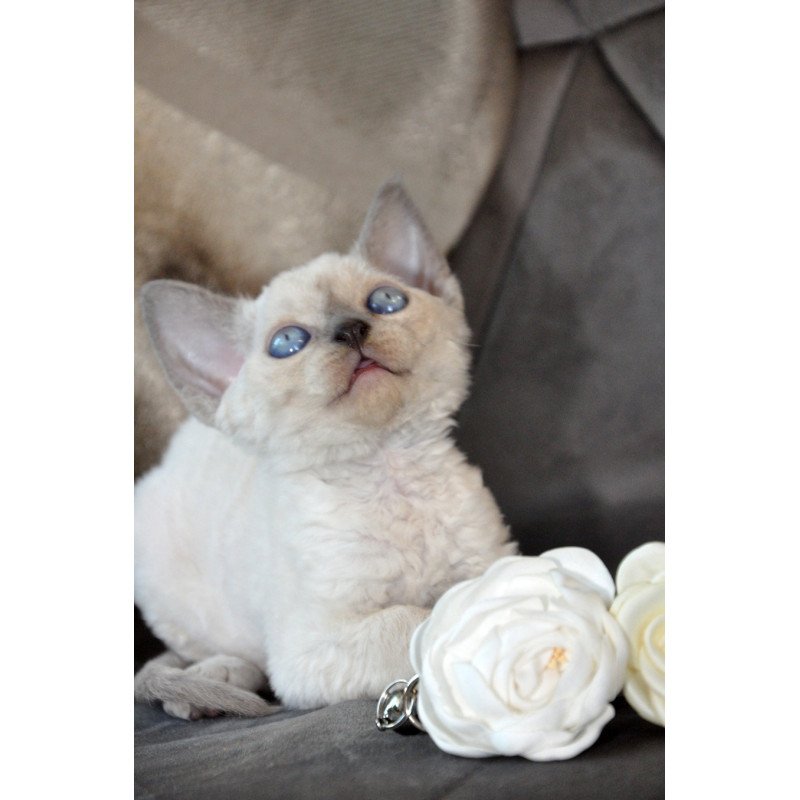 Devon Rex NOV Agatha