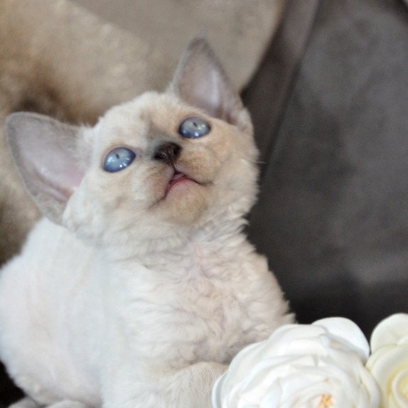 Devon Rex NOV Agatha