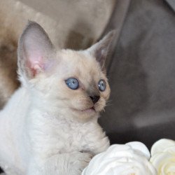 Devon Rex NOV Agatha