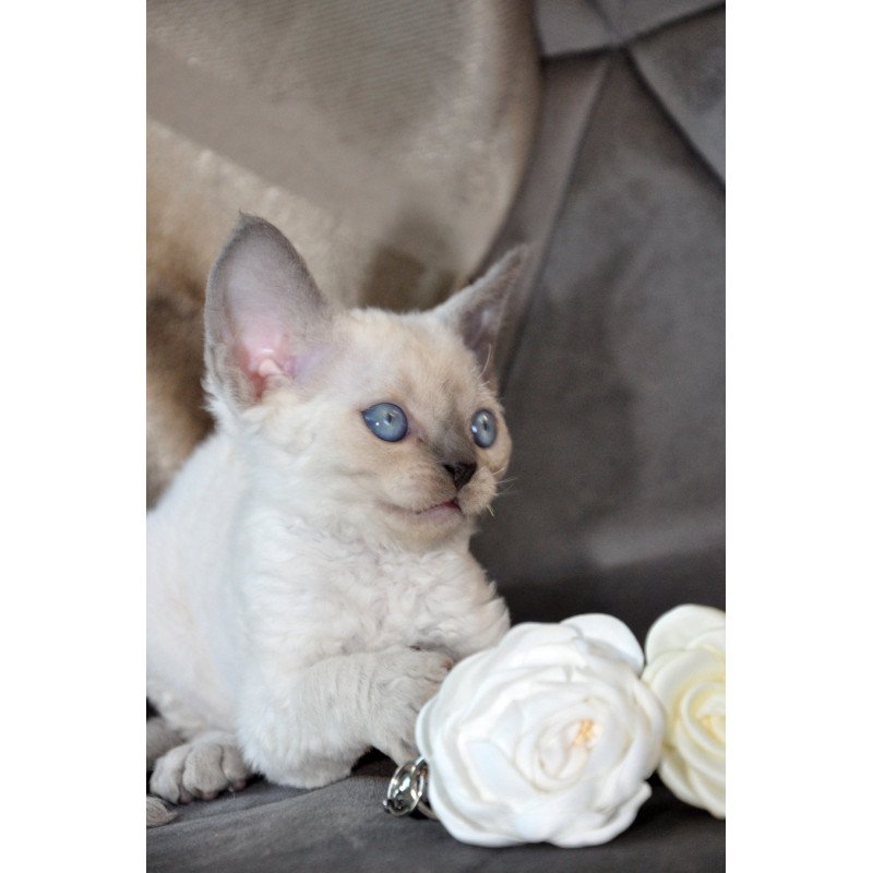 Devon Rex NOV Agatha