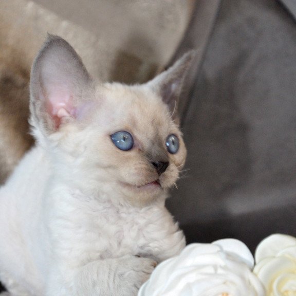 Devon Rex NOV Agatha