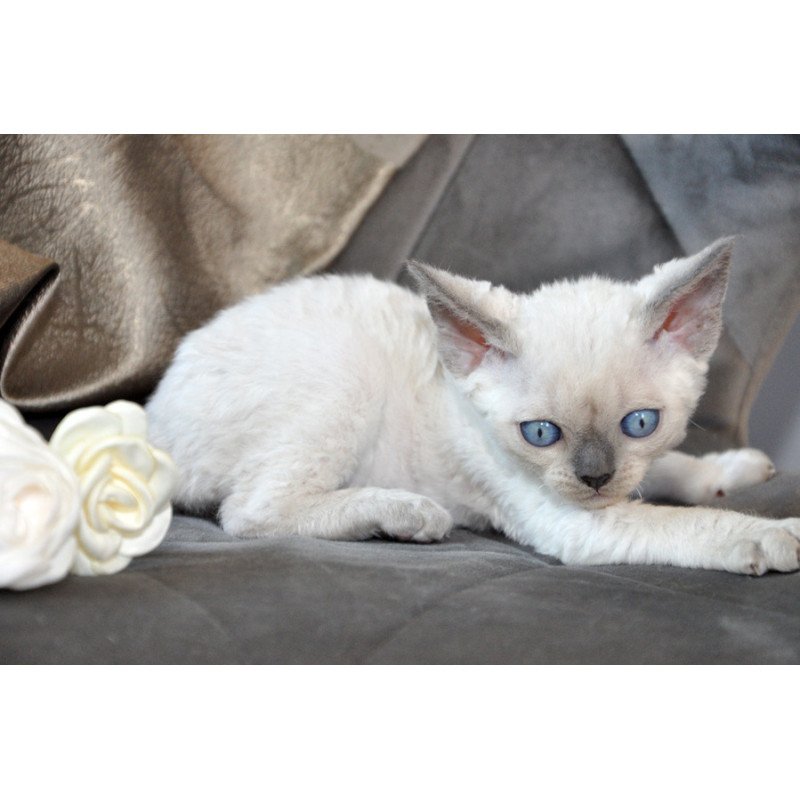 Devon Rex NOV Agatha
