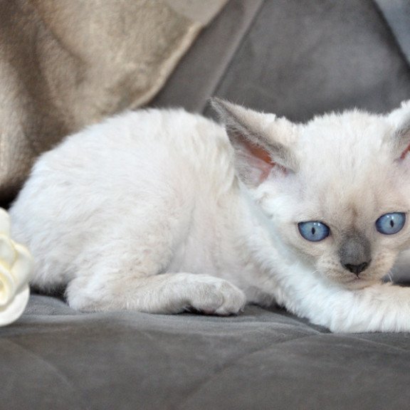 Devon Rex NOV Agatha