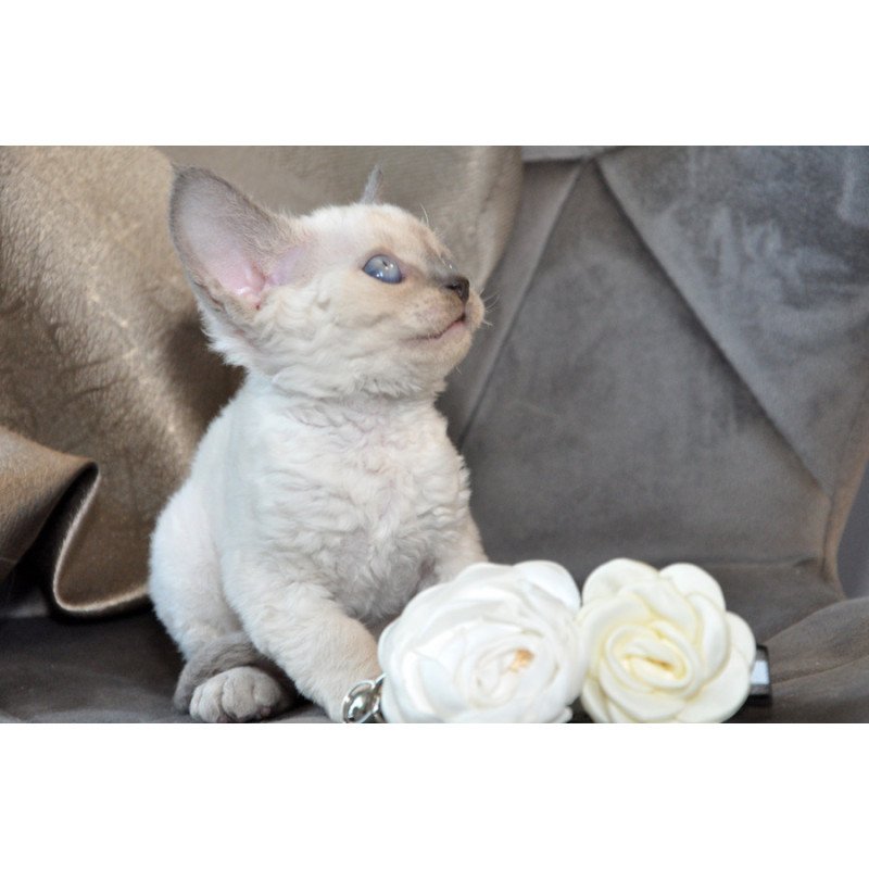Devon Rex NOV Agatha