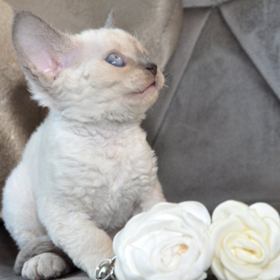 Devon Rex NOV Agatha