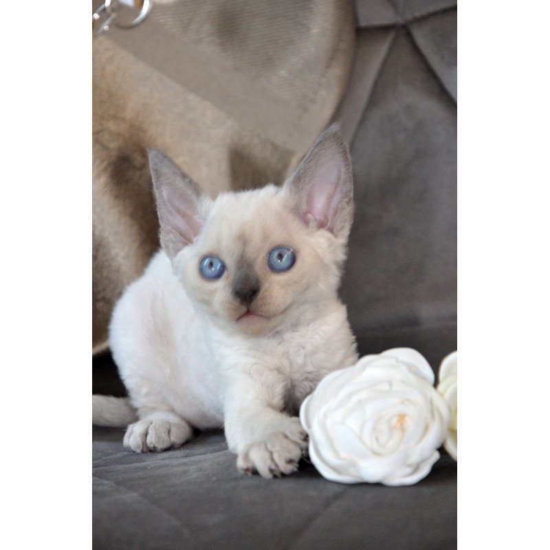 Devon Rex NOV Agatha