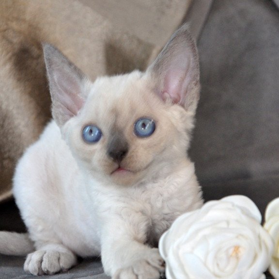 Devon Rex NOV Agatha