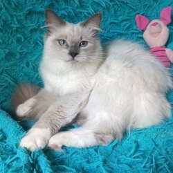 Siberian REZ Thea